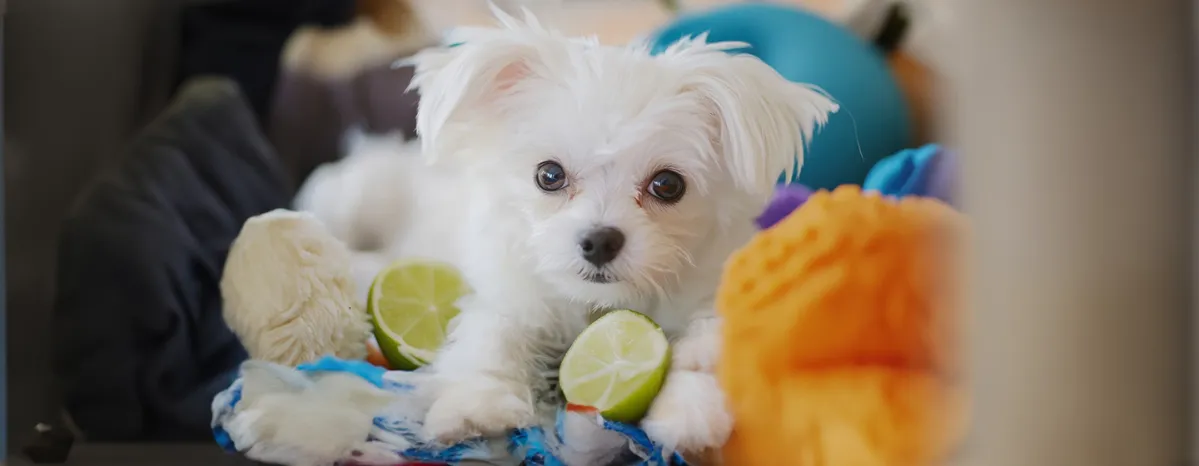 Can Dogs Eat Limes