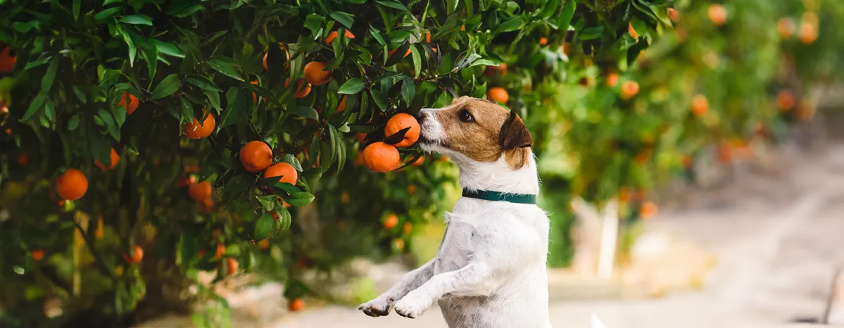 Can Dogs Eat Mandarins