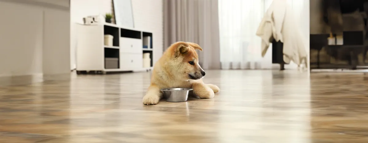 Can Dogs Eat Mustard