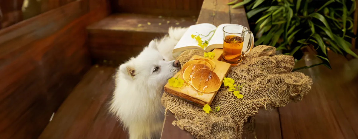 Can Dogs Eat Pancakes