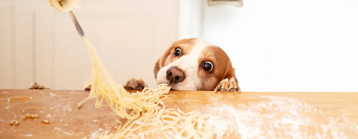 Can Dogs Eat Pasta, Spaghetti or Noodles