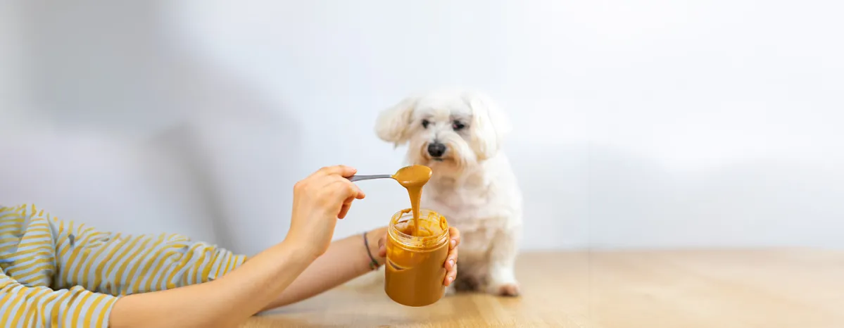 Can Dogs Eat Peanuts and Peanut Butter