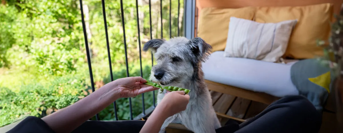 Can Dogs Eat Peas