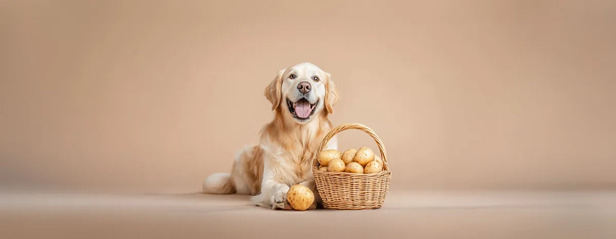 Can Dogs Eat Potatoes