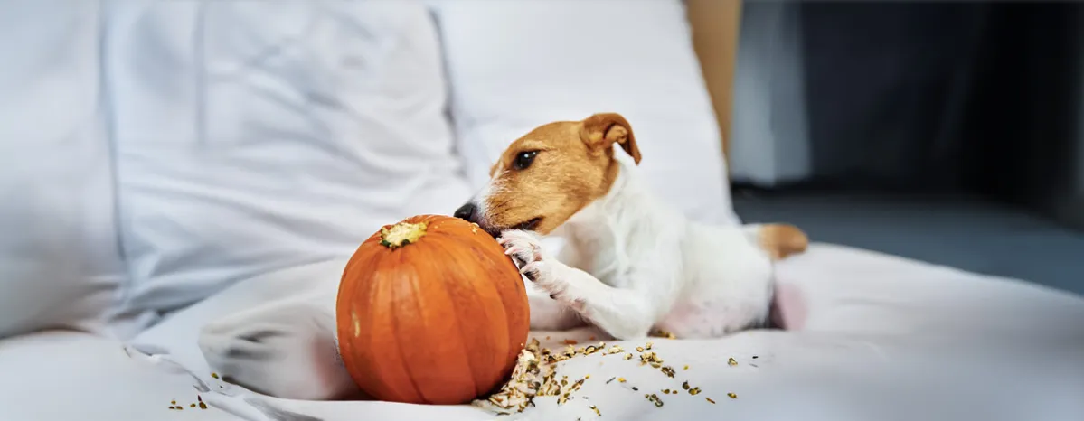 Can Dogs Eat Pumpkin