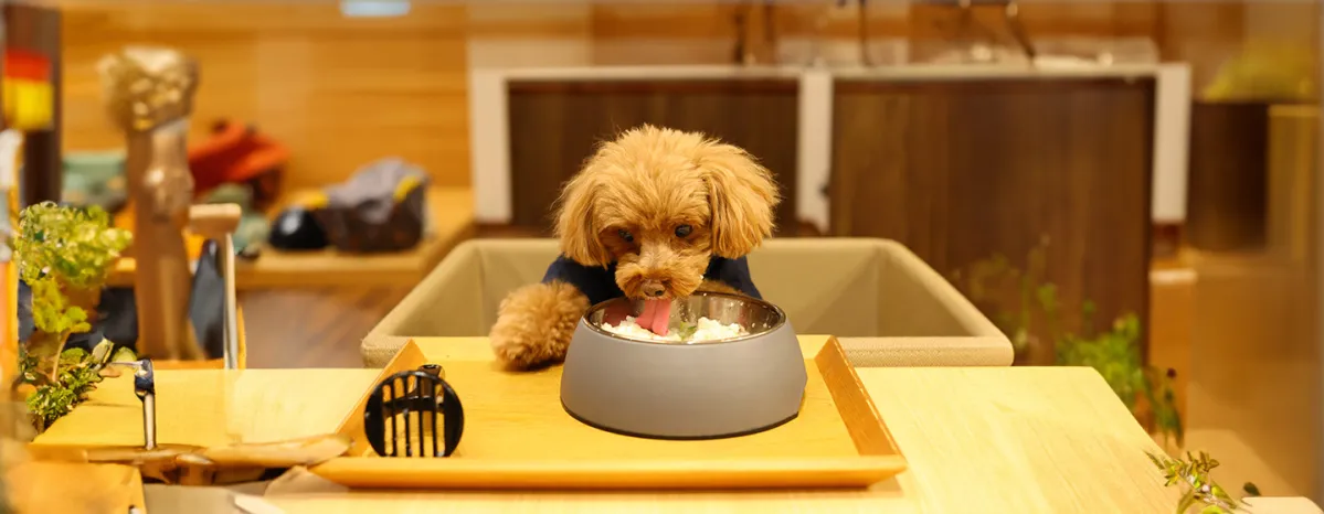 Can Dogs Eat Rice