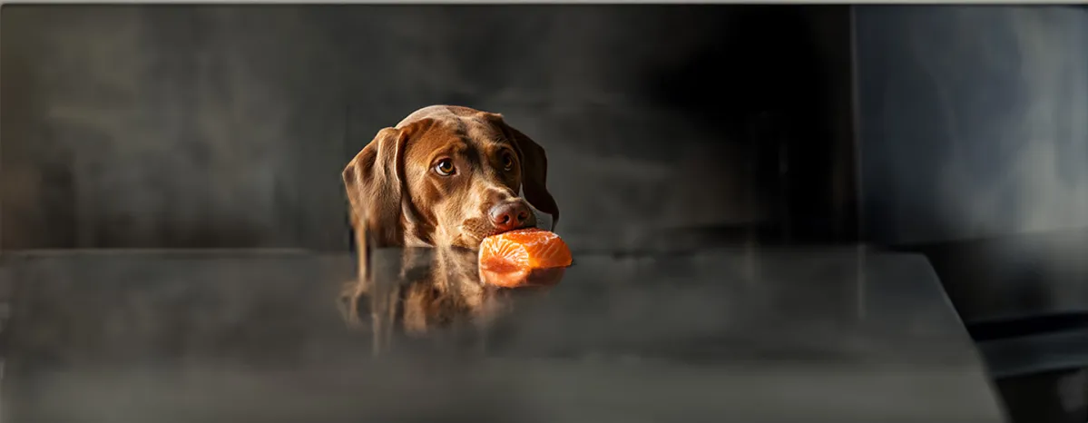 Can Dogs Eat Salmon. Find Out If It’s Safe