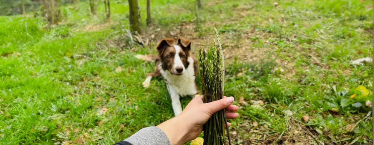 Can dogs eat asparagus