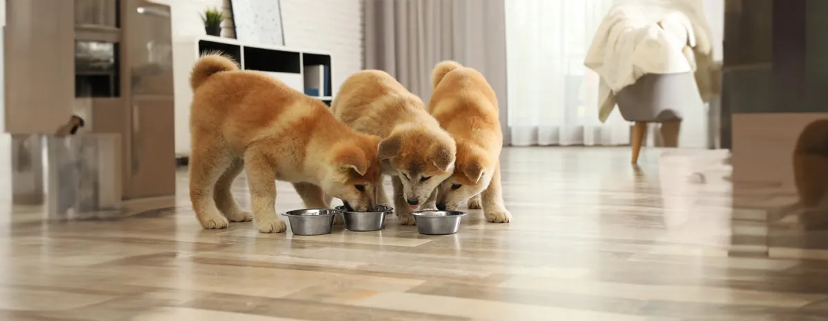 Can dogs eat courgette