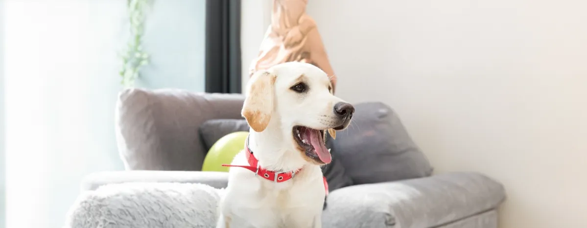 Caring for Puppy, Adult and Senior Dogs Teeth