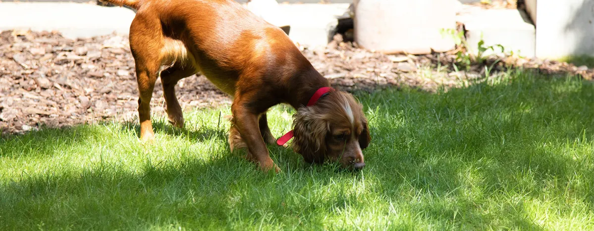 Caring for Your Blind Dog