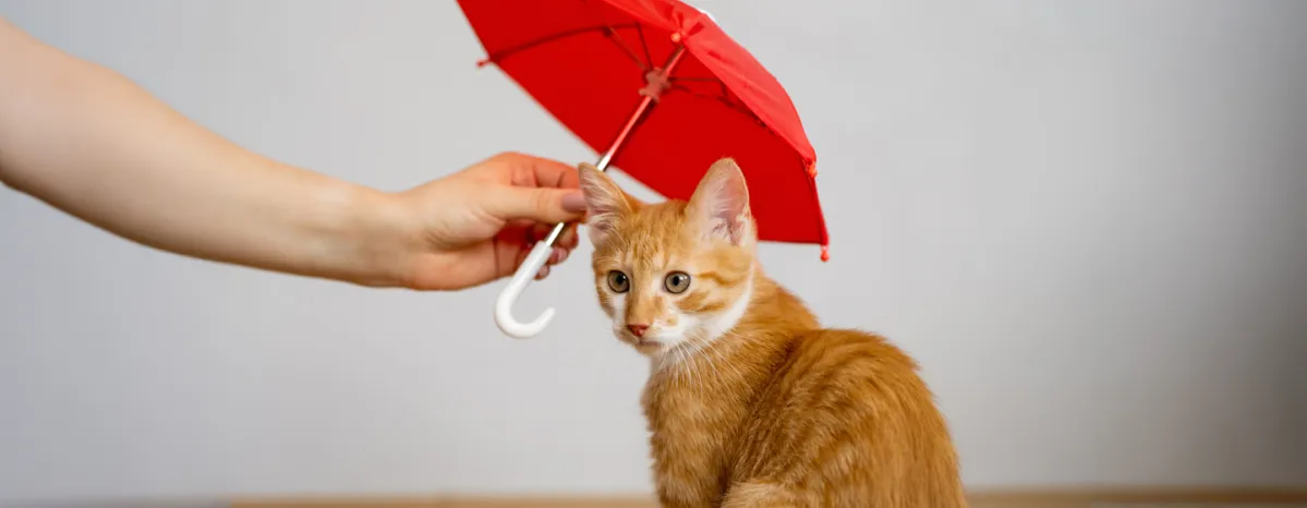 Cat and Kitten Insurance