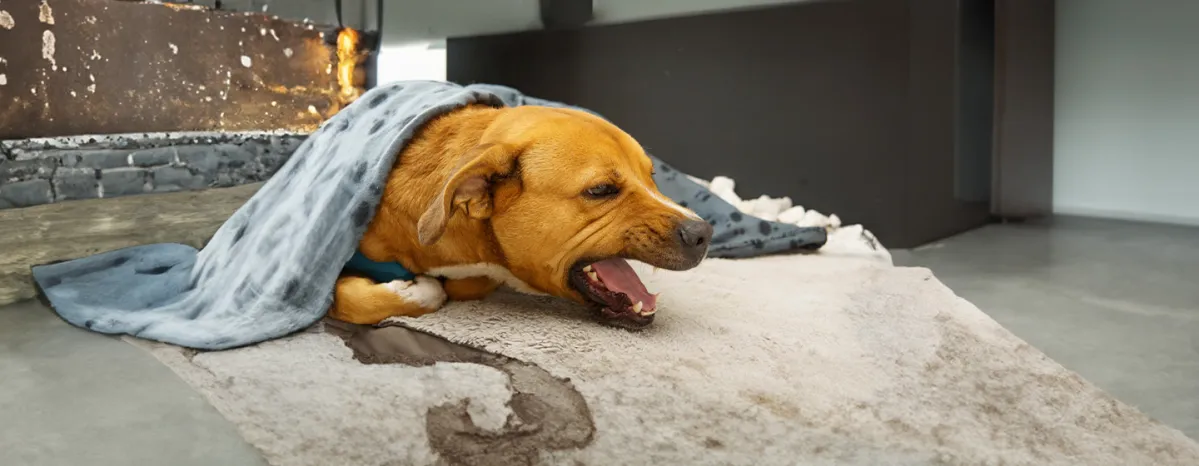 Coughing in Dogs