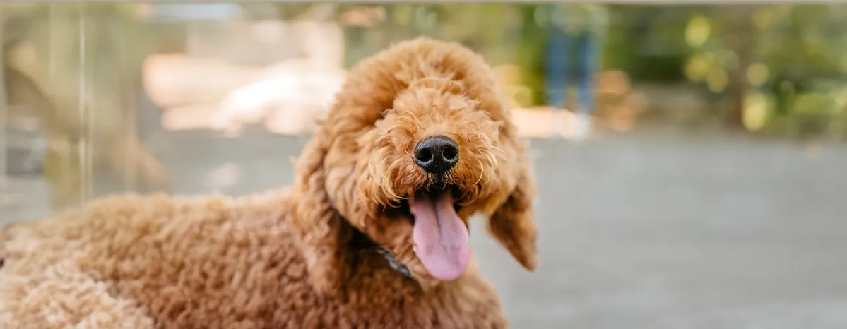 Cross Breeding Dogs 7 Popular Myths Debunked