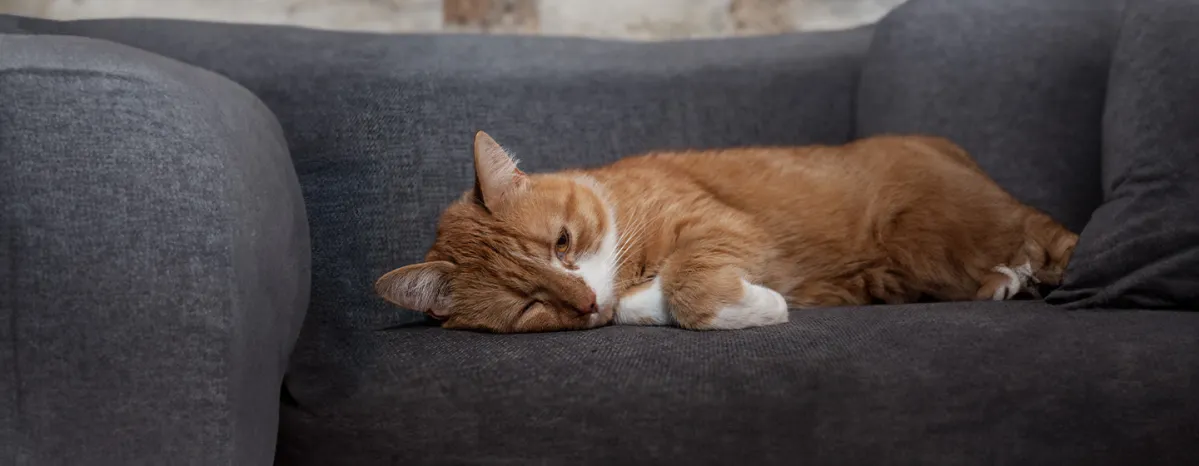 Do Cats Get Depressed Here’s What You Should Know