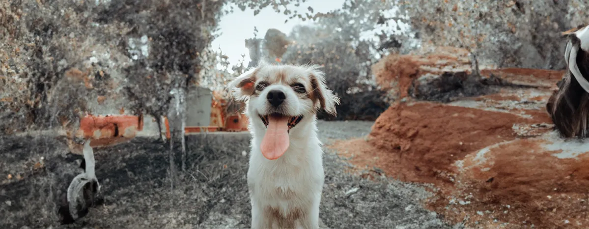 Do Dogs Lose Teeth All You Need To Know