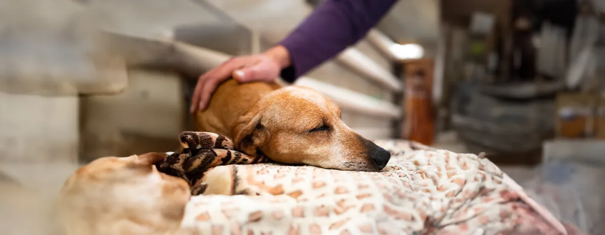 Dog Abscess What to Look Out For & Best Treatment