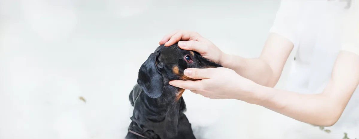Dog Conjunctivitis Symptoms and Treatment