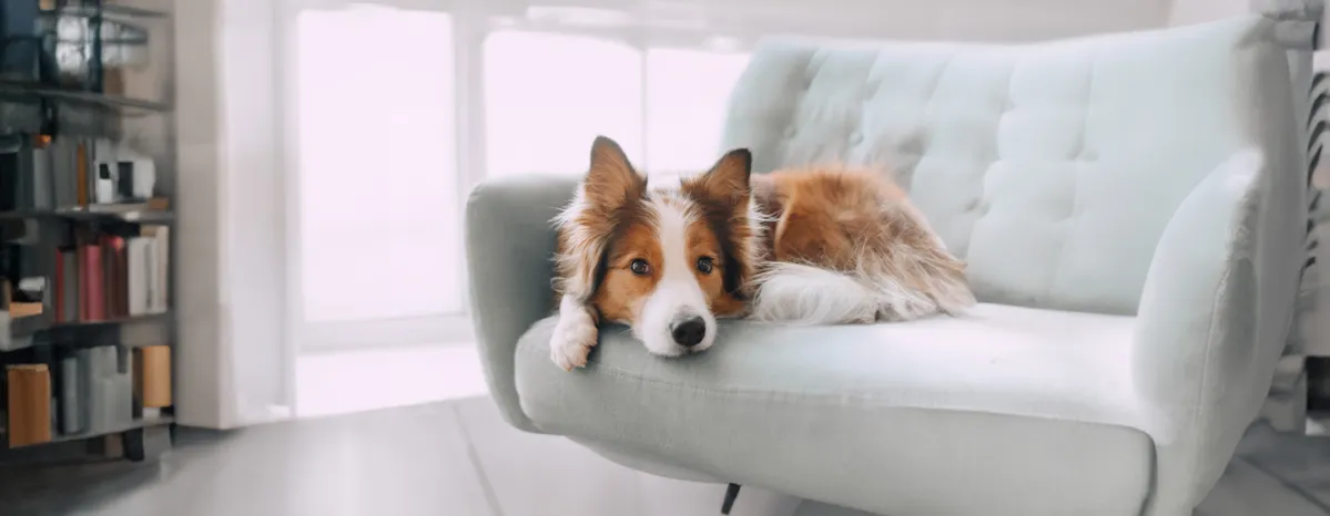 Dog Hackles: Why Do Dog’s Hairs Stand Up?