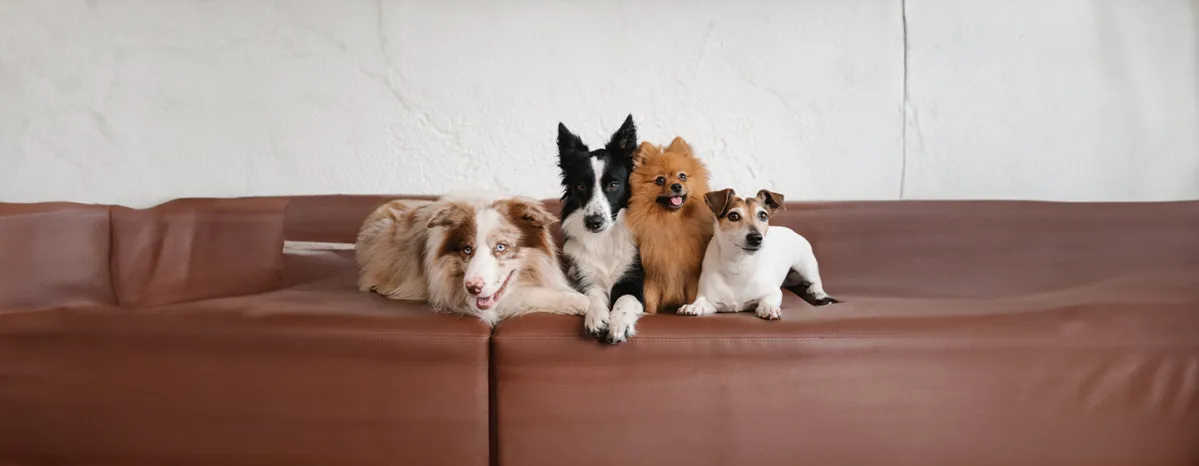 Dog Pedigrees What it Means and How to Get One