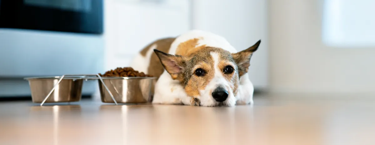 Feeding Older Dogs