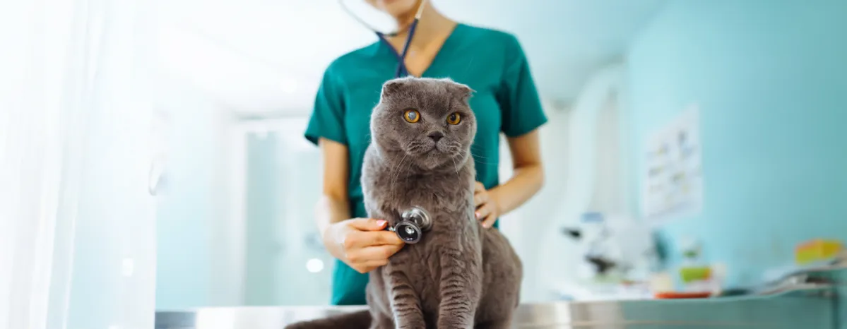 Heart Murmur in Cats What It Is, Symptoms & Treatment