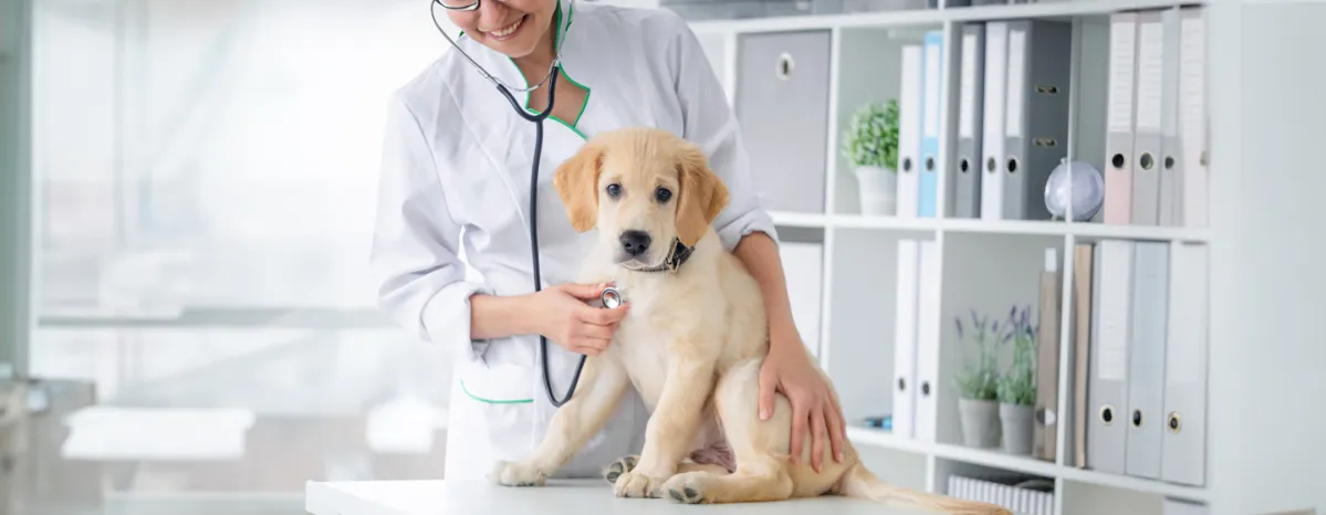 Heart Murmur in Dogs Symptoms Causes Treatment