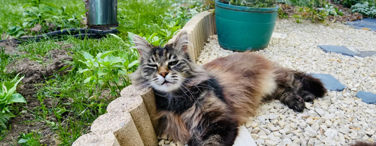 Heatstroke in Cats Signs and How to Prevent It