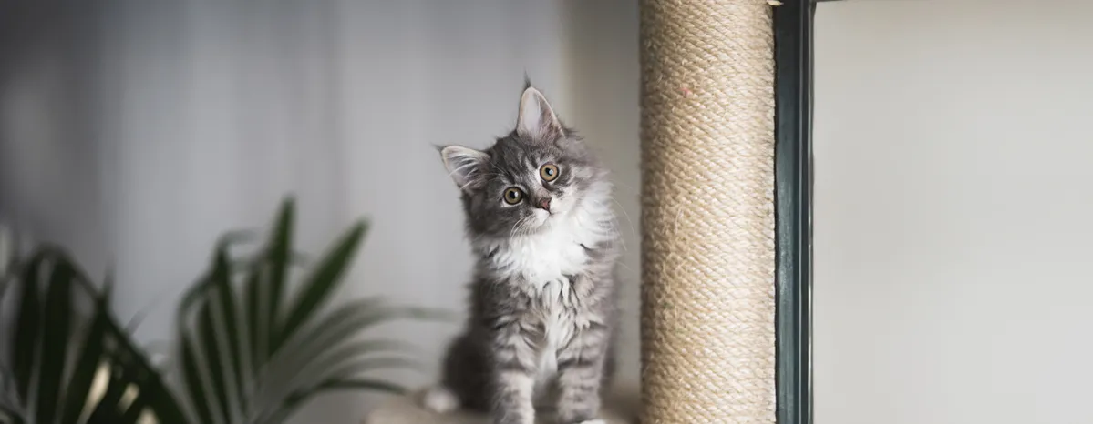 Helping a Kitten with Diarrhoea