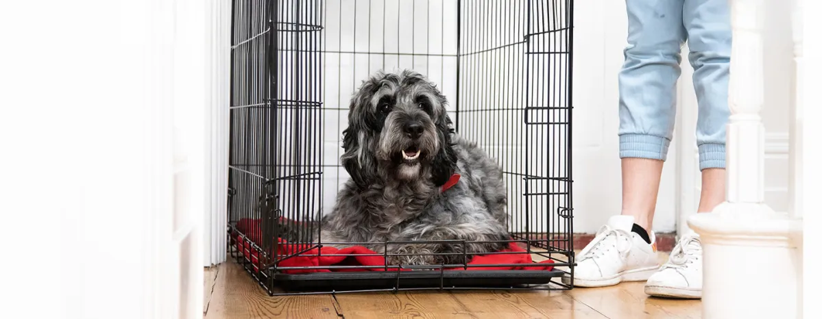 Hip Dysplasia in Dogs