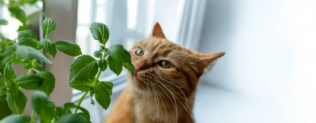Home Remedies for Cats
