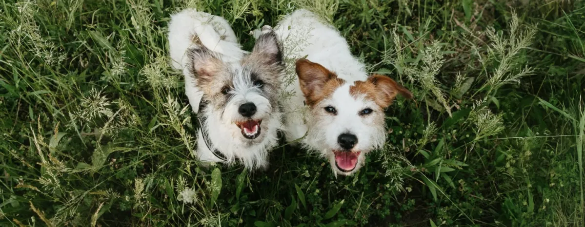 How Long Do Dogs Really Live