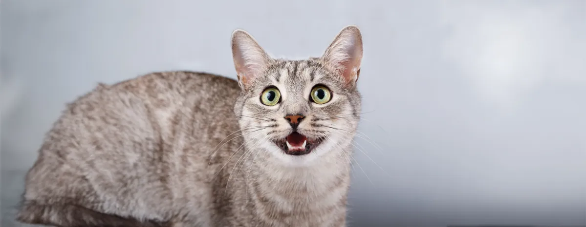 How Many Teeth Do Cats Have Revealed