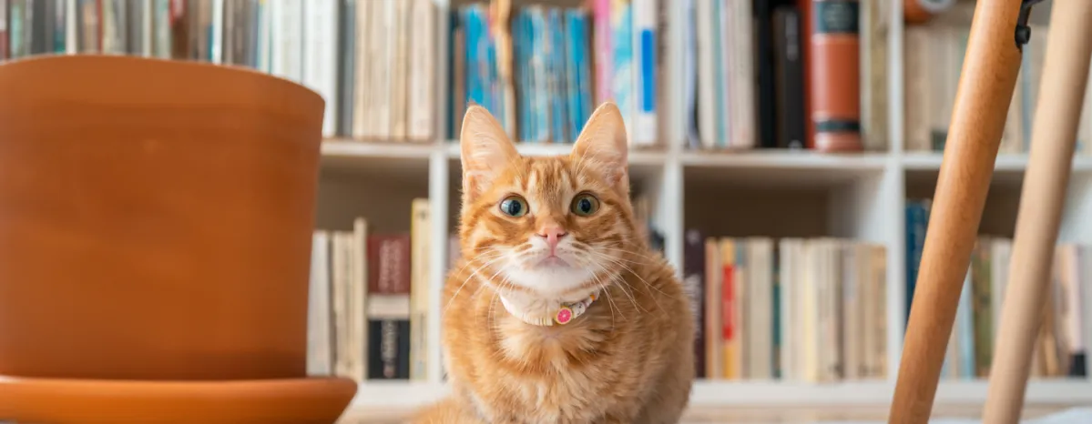 How long do cats live
