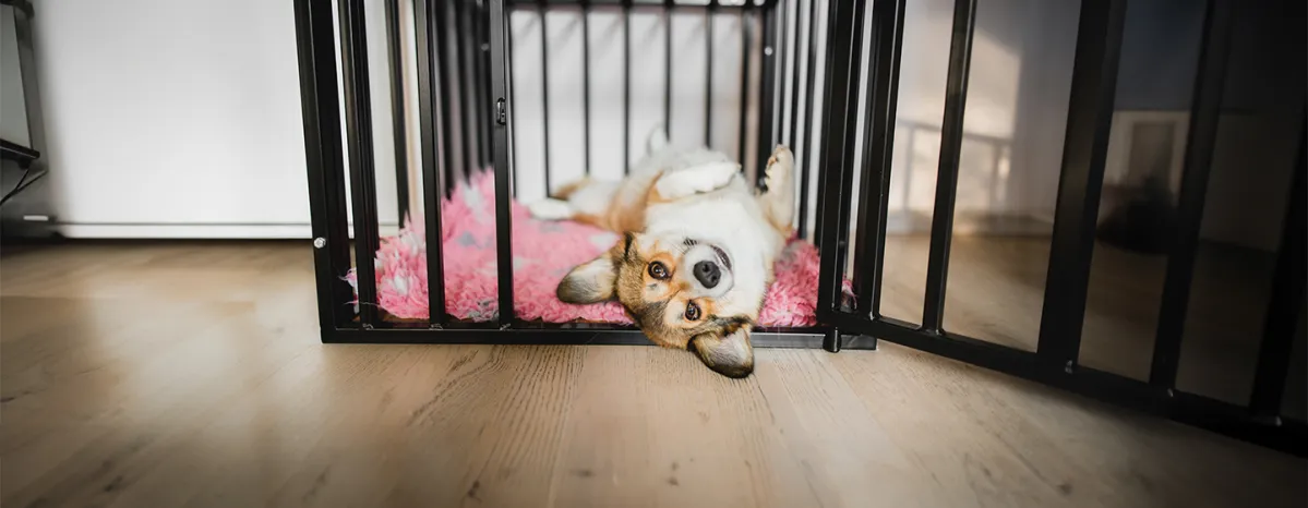 How to Crate Train a Puppy