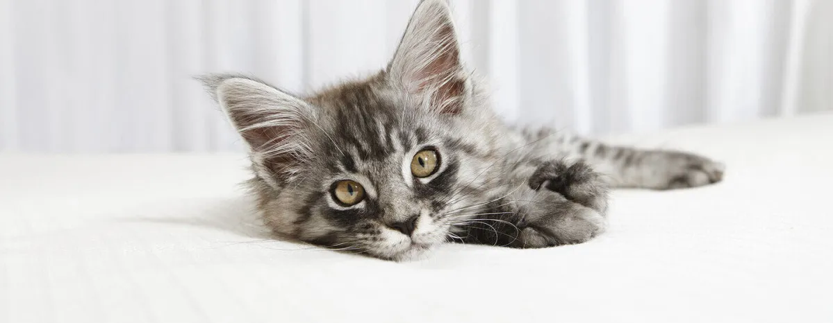 How to Spot and Treat Cat Anxiety