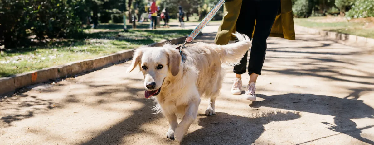 How to Train Your Dog to Ignore Other Dogs
