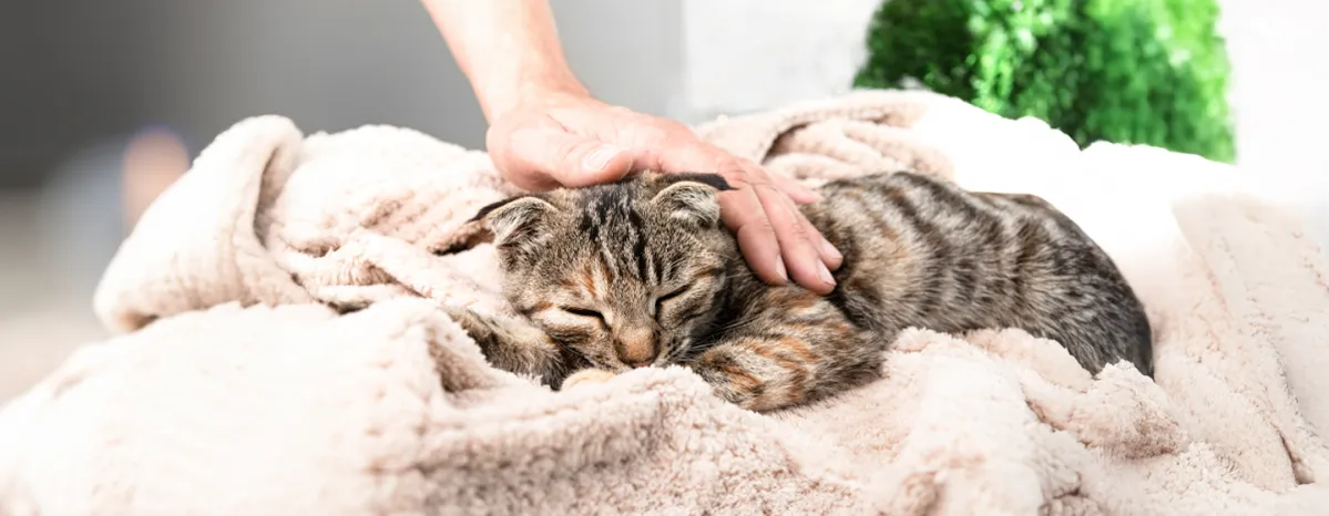 Incontinence in Cats