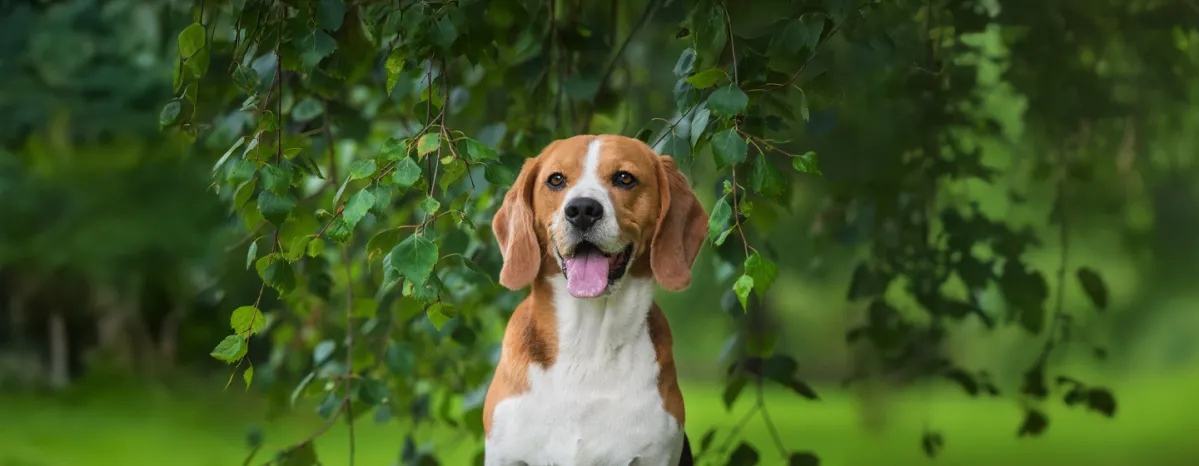 Is Ivy Poisonous to Dogs
