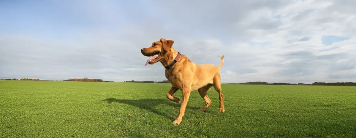 Luxating Patella in Dogs Symptoms and Treatment