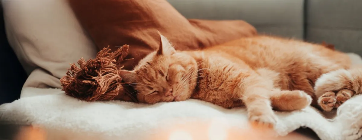 Lyme disease in cats