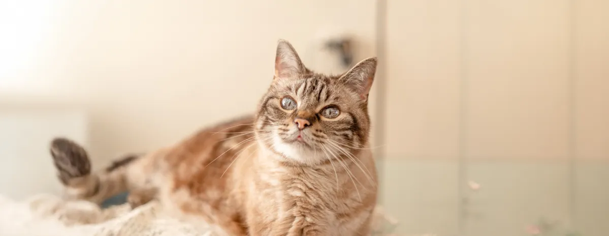 Maintaining a Healthy Weight for Your Senior Cat