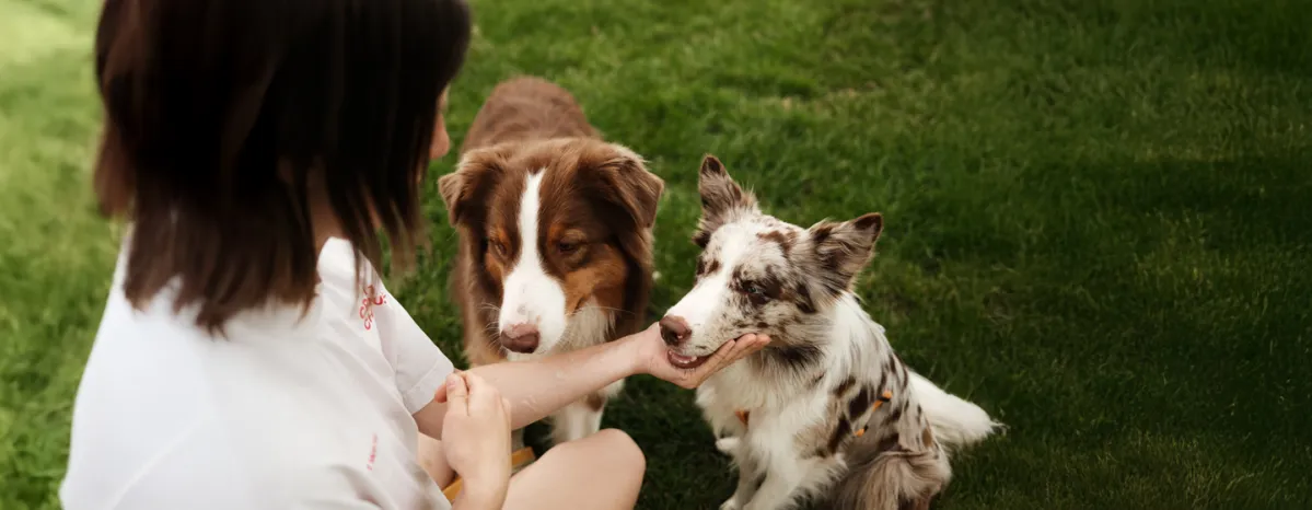 Merle Dogs - Breeds and Facts You Need to Know