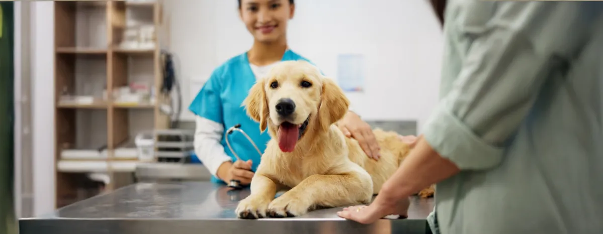 Metronidazole for Dogs
