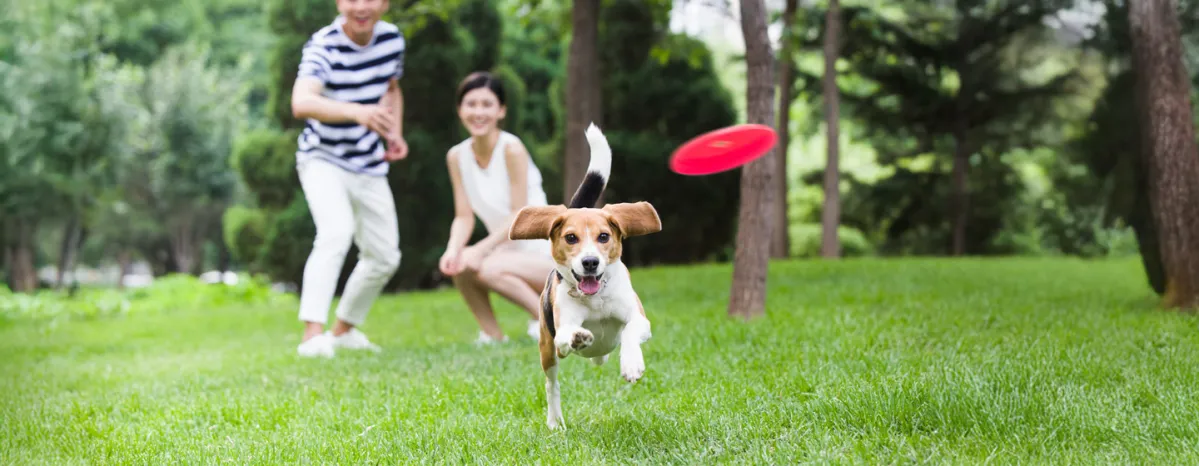 Playing with your dog