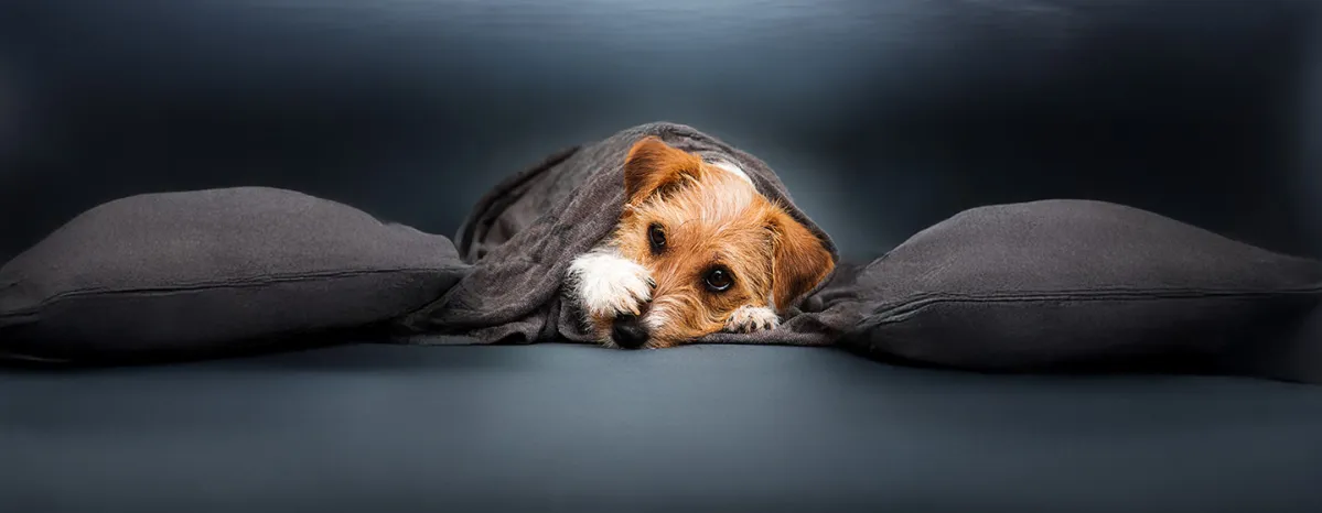 Reverse Sneezing in Dogs: Causes & How to Help 