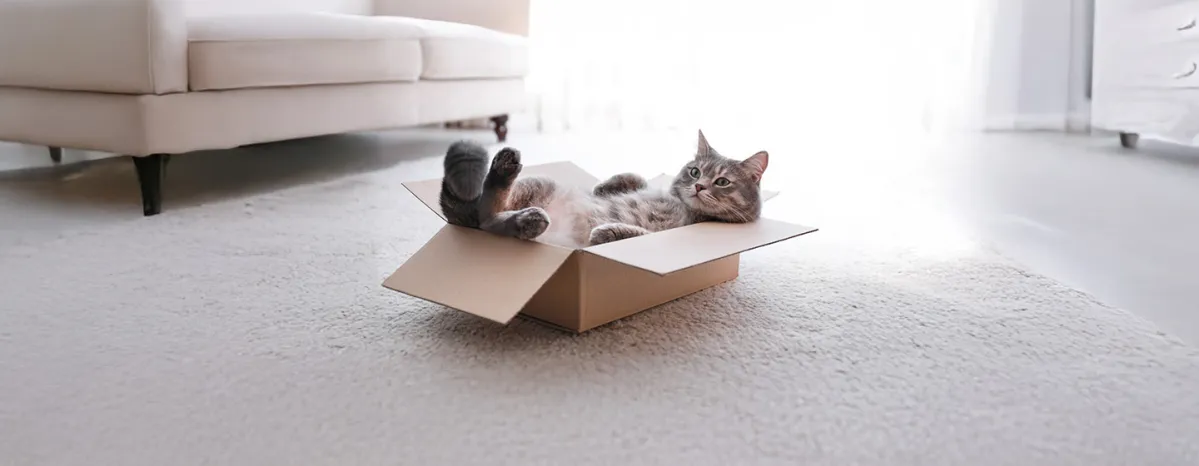 Top 10 Fun Cat Names