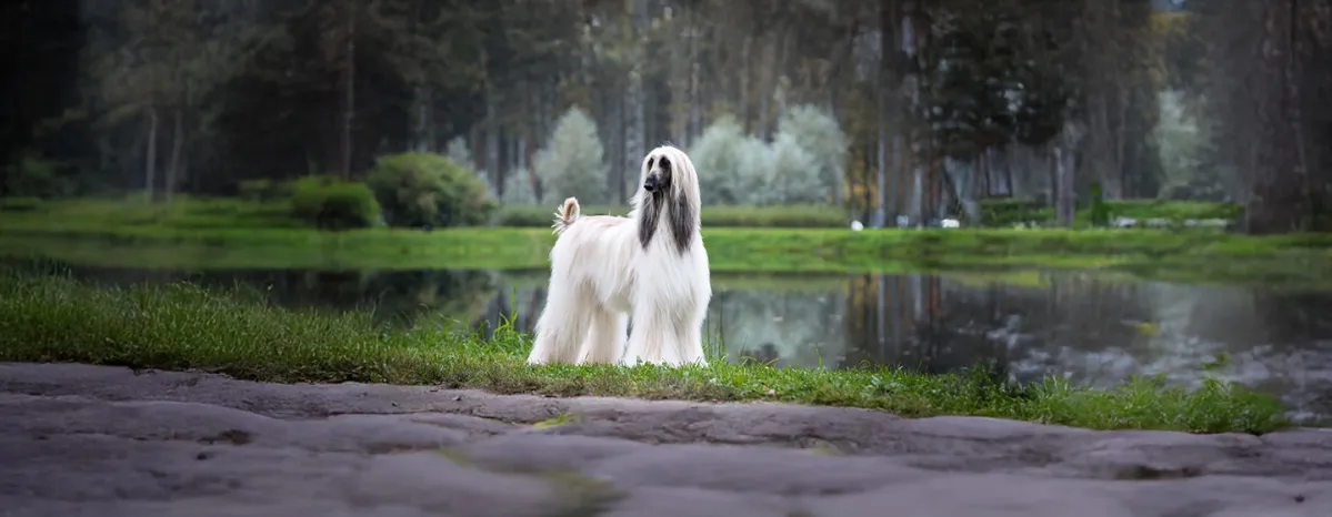 Top 10 High Maintenance Dog Breeds