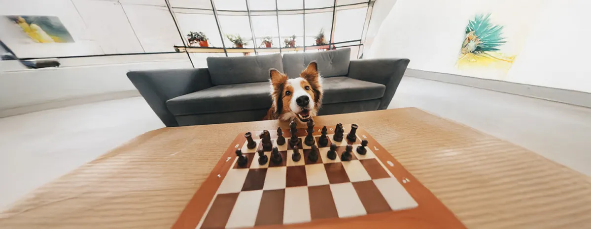Top 11 Smartest Dog Breeds