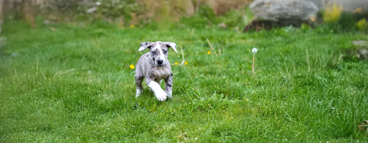Top 18 Blue Dog Breeds You Need to Know About